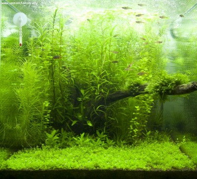Фото Аквариум Nature Aqua 35 литров antyloop  (photo#19067)