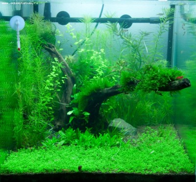 Фото Аквариум Nature Aqua 35 литров antyloop  (photo#19068)