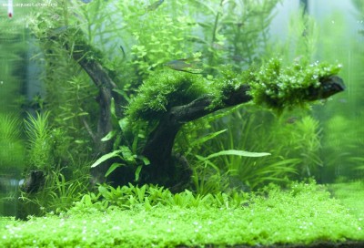 Фото Аквариум Nature Aqua 35 литров antyloop  (photo#19070)