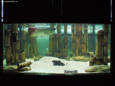 Авторские аквариумы из Ижевска