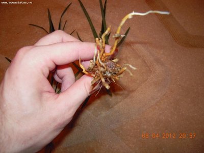Опознание аквариумных растений