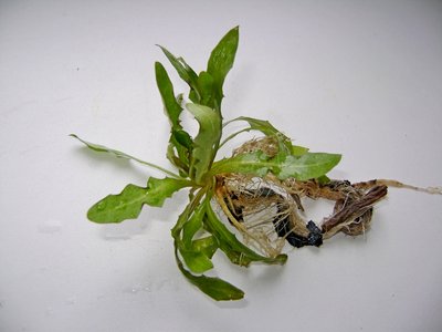 Опознание аквариумных растений