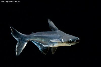 Фото Пангасиус, акулий сом Pangasius hypophthalmus  (photo#21484)