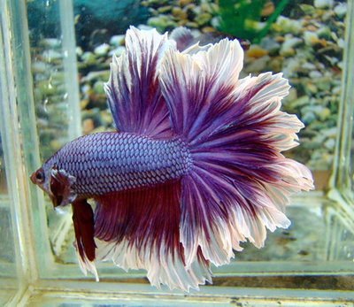 Фото Петушок, сиамская бойцовая рыбка Betta splendens  (photo#21487)