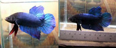 Фото Петушок, сиамская бойцовая рыбка Betta splendens  (photo#21488)