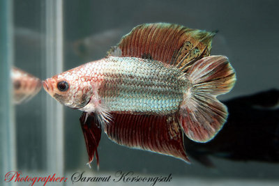 Фото Петушок, сиамская бойцовая рыбка Betta splendens  (photo#21489)