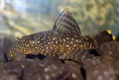 Фото Анциструс обыкновенный прилипала Ancistrus dolichopterus  (photo#21497)