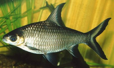 Фото Акулий барбус или балу, балантиохейлус Balantiocheilus melanopterus  (photo#21509)