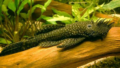Фото Анциструс обыкновенный прилипала Ancistrus dolichopterus  (photo#21510)