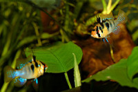 Фото Апистограмма Рамирези Microgeophagus ramirezi  (photo#21524)