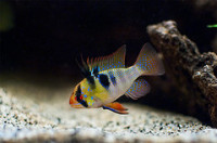 Фото Апистограмма Рамирези Microgeophagus ramirezi  (photo#21525)