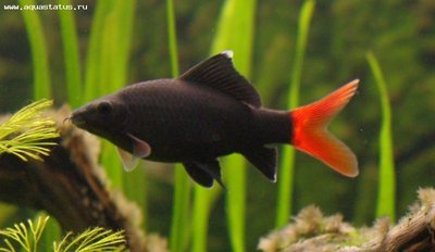 Фото Лабео двухцветный Labeo bicolor  (photo#21584)