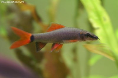 Фото Лабео зеленый Labeo erythrurus, Labeo frenatus, Epalzeorhynchus frenatus  (photo#21587)