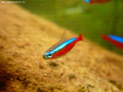 Фото Неон красный Paracheirodon axelrodi  (photo#21639)