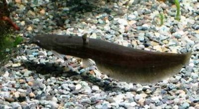 Фото Сом мешкожаберный Heteropneustes fossilis  (photo#21641)