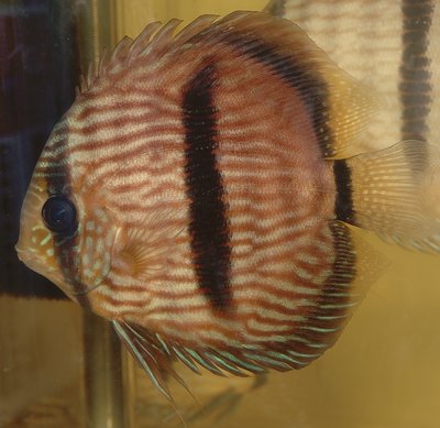 Фото Дискус Symphysodon  (photo#21648)