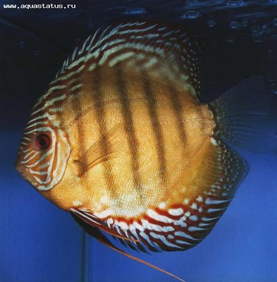 Фото Дискус Symphysodon  (photo#21649)