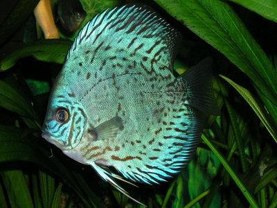 Фото Дискус Symphysodon  (photo#21650)