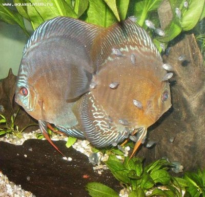 Фото Дискус Symphysodon  (photo#21651)