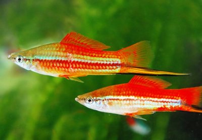 Фото Меченосец Xiphophorus helleri  (photo#21656)