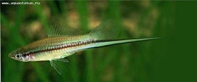 Фото Меченосец Xiphophorus helleri  (photo#21658)
