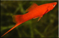 Фото Меченосец Xiphophorus helleri  (photo#21659)