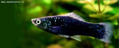 Фото Меченосец Xiphophorus helleri  (photo#21660)