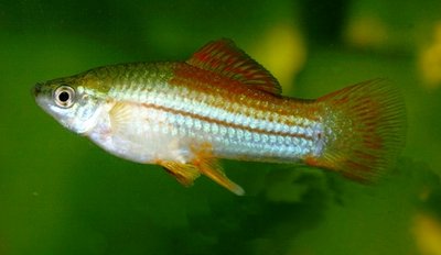 Фото Меченосец Xiphophorus helleri  (photo#21661)