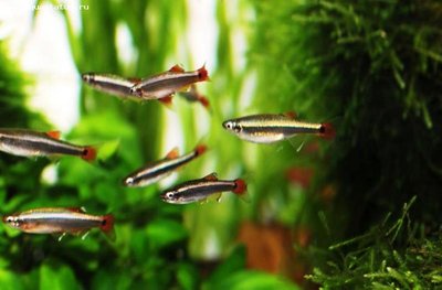 Фото Кардинал Tanichthys albonubes  (photo#21672)