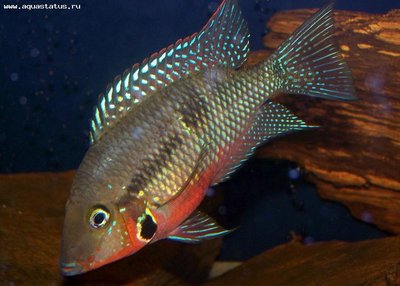 Фото Цихлазома Меека Cichlasoma meeki  (photo#21677)