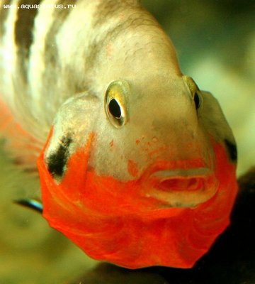 Фото Цихлазома Меека Cichlasoma meeki  (photo#21678)