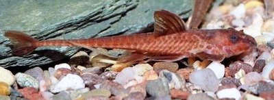 Фото Лорикария обыкновенная Dasyloricaria filamentosa  (photo#21682)