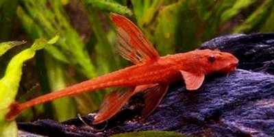 Фото Лорикария обыкновенная Dasyloricaria filamentosa  (photo#21683)