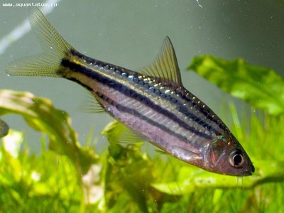Фото Барбус четырехлинейный Puntius lineatus, barbus lineatus  (photo#21684)