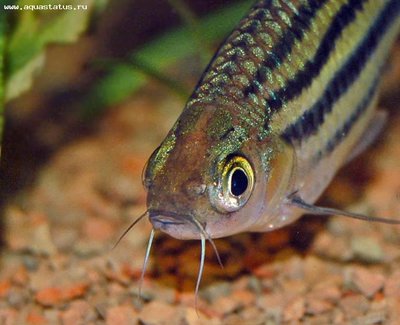 Фото Барбус четырехлинейный Puntius lineatus, barbus lineatus  (photo#21685)
