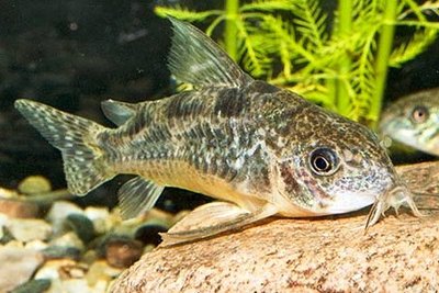 Фото Коридорас крапчатый, сомик крапчатый Corydoras paleatus  (photo#21733)