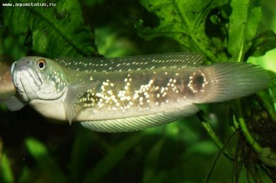 Фото Змееголов азиатский Channa asiatica  (photo#21744)