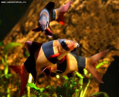 Фото Боция Клоун Chromobotia macracanthus  (photo#21747)