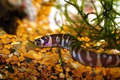 Фото Акантофтальмус Кюля Acanthophthalmus kuhlii  (photo#21748)