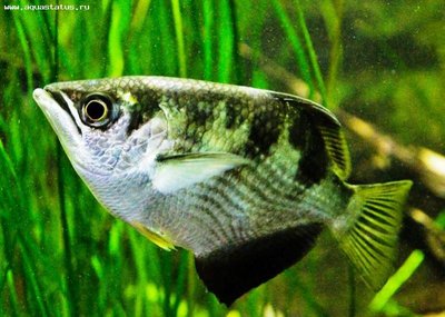 Фото Брызгун полосатый Toxotes jaculatrix  (photo#21752)
