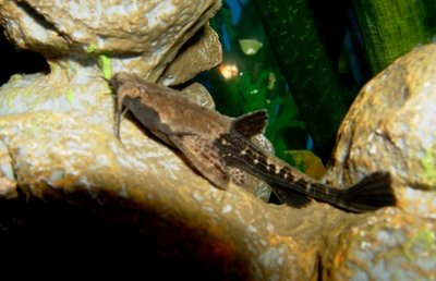 Фото Буноцефал, Сом-коряга Bunocephalus bicolor  (photo#21762)