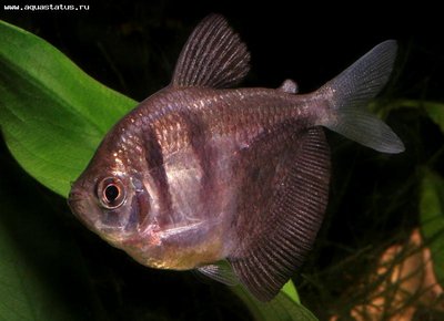 Фото Тернеция Gymnocorymbus ternetzi  (photo#21763)