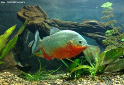 Фото Пиранья красная Serrasalmus altus Serrasalmus nattereri  (photo#21772)