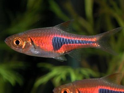 Фото Расбора эспеи Trigonostigma espei, Rasbora espei  (photo#21838)