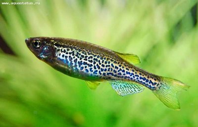 Фото Данио рерио Brachydanio rerio  (photo#21853)