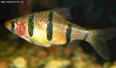 Фото Барбус пятиполосый Barbus pentazona pentazona  (photo#21856)