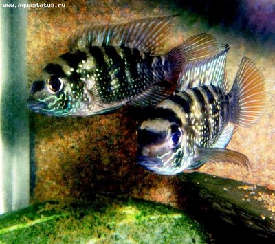 Фото Акара голубовато-пятнистая Aequidens pulcher  (photo#21893)