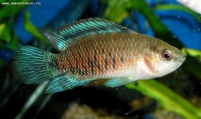 Фото Бадис бадис, Бадис–хамелеон, Рыба-хамелеон Badis badis  (photo#21966)