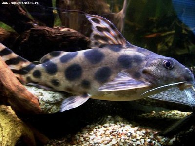 Фото Синодонтис флаговый, Синодонтис декорус Synodontis decorus  (photo#21968)