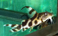 Фото Синодонтис флаговый, Синодонтис декорус Synodontis decorus  (photo#21969)